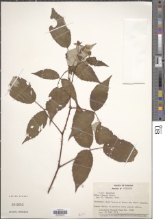 Rubus glaucus image