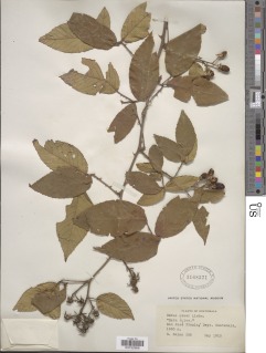 Rubus miser image