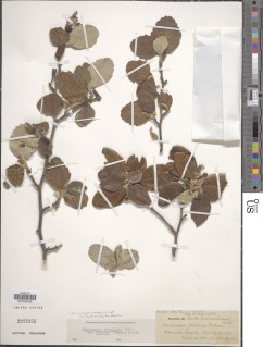 Cercocarpus traskiae image