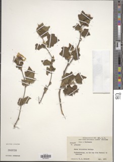 Rubus trilobus image