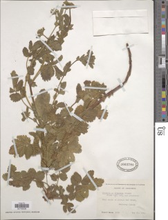 Horkelia californica var. frondosa image
