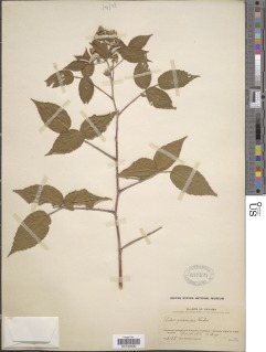 Rubus eriocarpus image