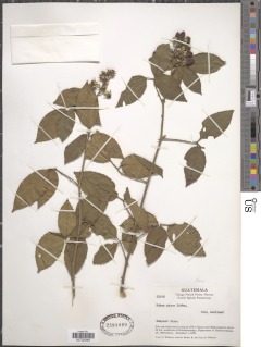 Rubus miser image