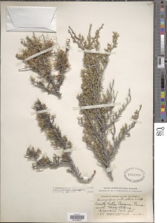 Cercocarpus ledifolius var. intricatus image