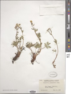 Image of Potentilla × diversifolia