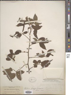 Image of Rubus costaricanus