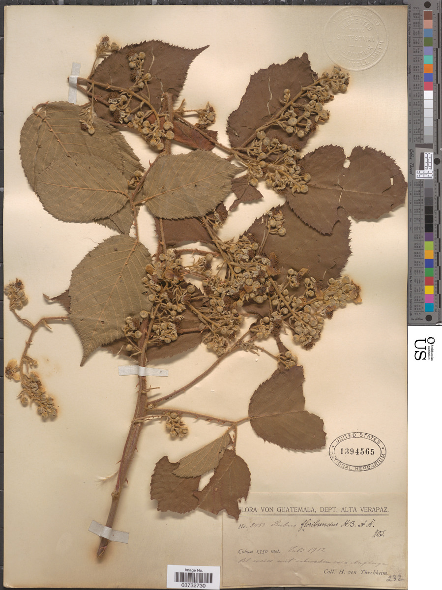 Rubus floribundus image