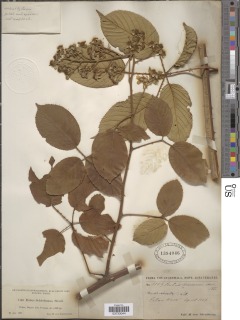 Image of Rubus schiedeanus