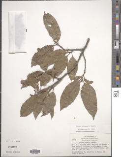Prunus chiapensis image