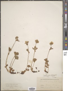 Potentilla flabellifolia image