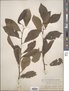 Prunus salicina image