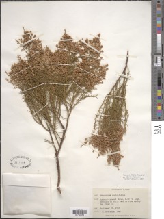 Image of Adenostoma sparsifolium
