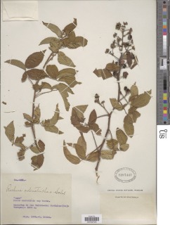 Rubus adenotrichos image