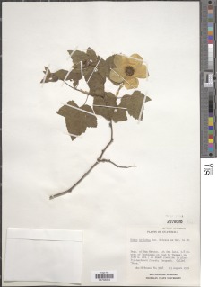 Rubus trilobus image