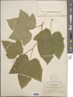 Image of Rubus canescens