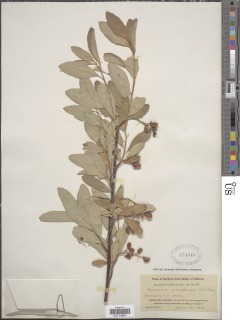 Oemleria cerasiformis image