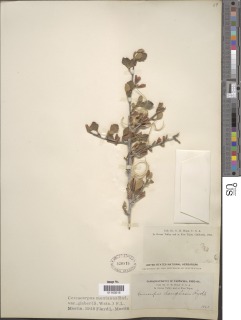 Cercocarpus betuloides var. betuloides image