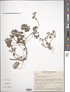 Lachemilla pascuorum image