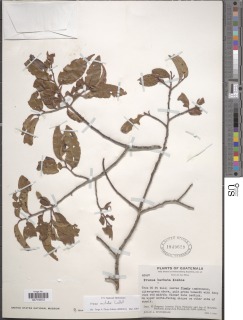 Prunus matudae image