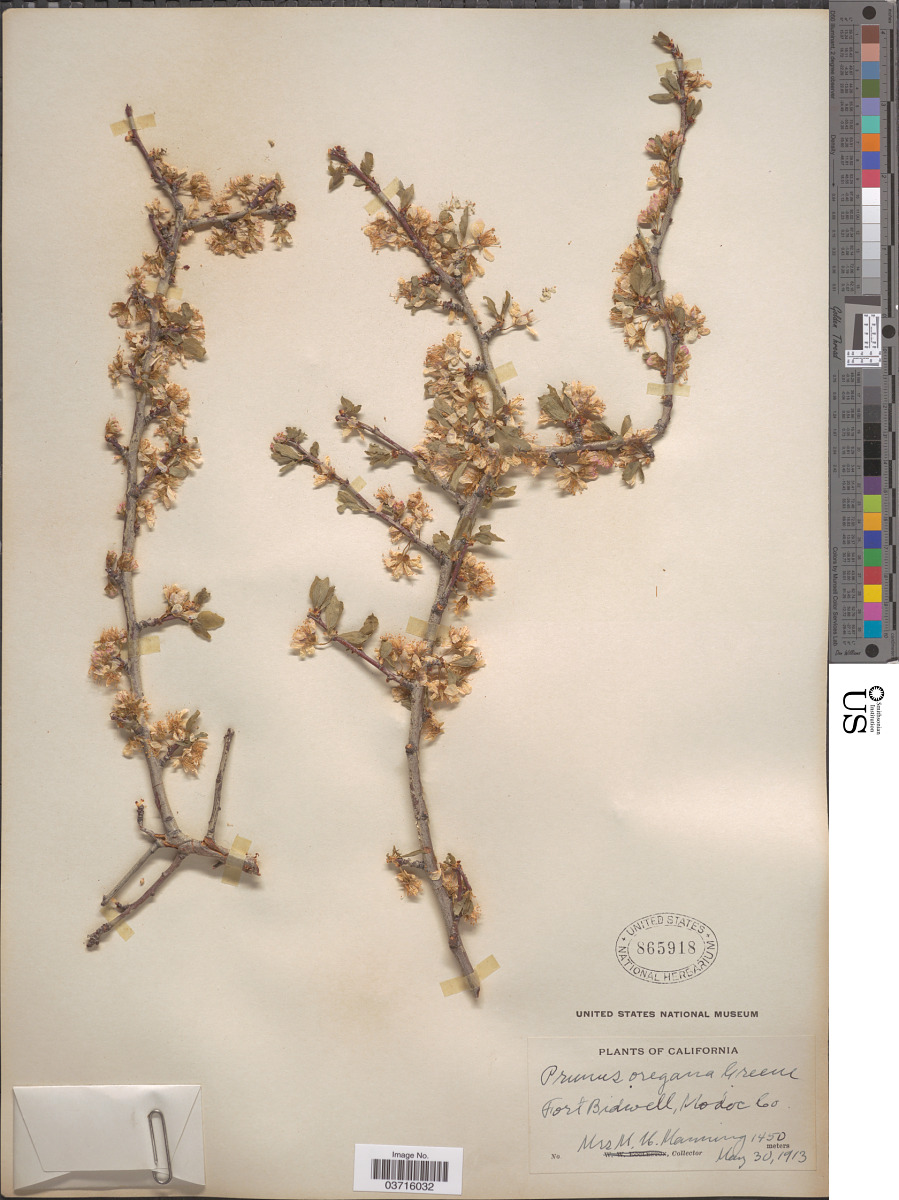 Prunus subcordata subsp. oregana image