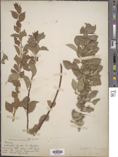 Image of Prunus cerasus