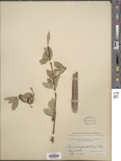 Prunus emarginata image
