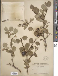Prunus subcordata subsp. oregana image