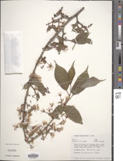 Image of Prunus cerasoides
