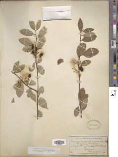 Image of Prunus marginata