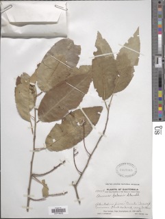 Prunus salasii image