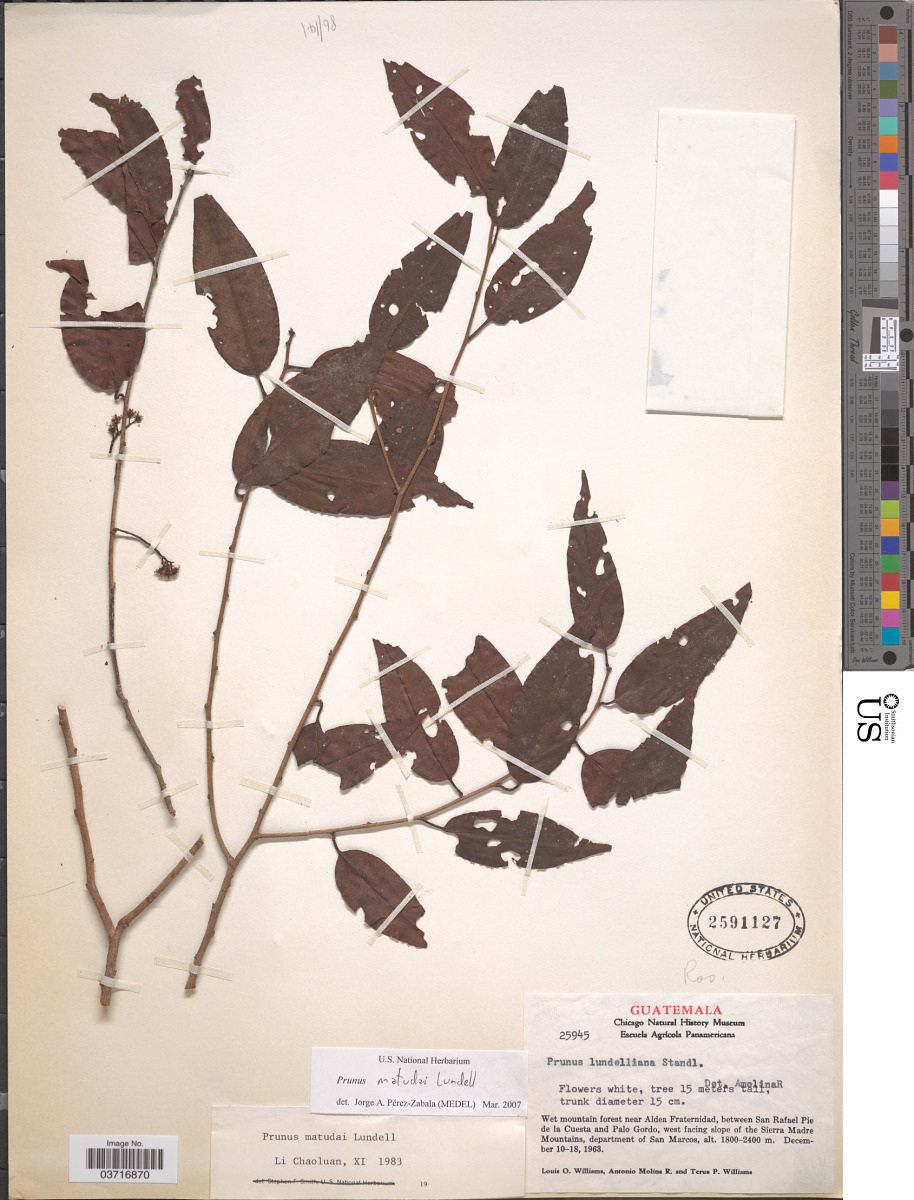 Prunus matudae image
