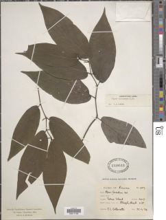 Image of Piper pseudofuligineum