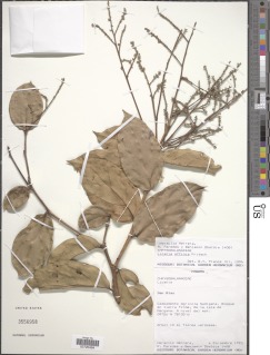Licania affinis image