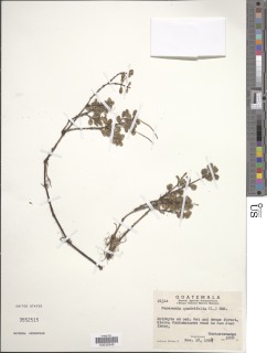 Peperomia quadrifolia image