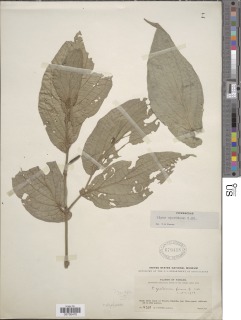 Piper otophorum image