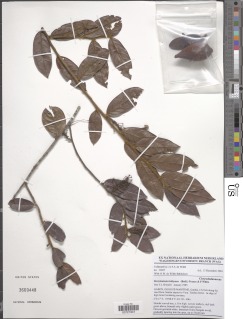Image of Dactyladenia bellayana