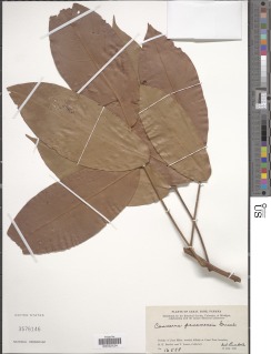 Connarus monocarpus subsp. malayensis image