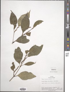 Piper tenuimucronatum image