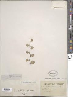 Peperomia serpens image