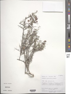 Image of Krameria erecta