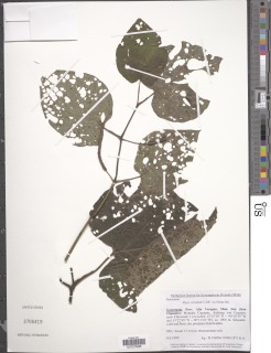 Image of Piper schiedeanum