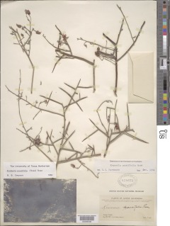 Image of Krameria paucifolia