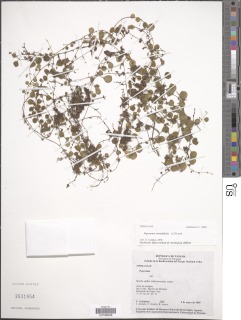 Peperomia rotundifolia image