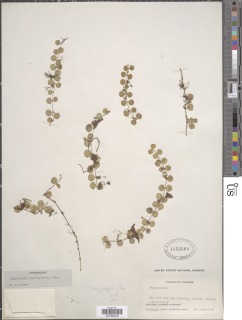 Peperomia cyclophylla image