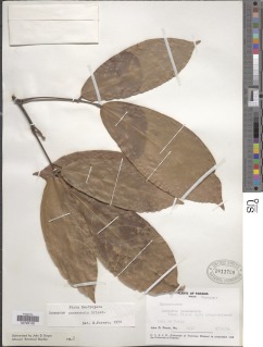 Connarus monocarpus subsp. malayensis image