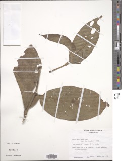 Piper villiramulum image