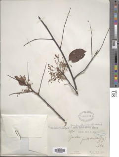 Image of Rourea thomsonii