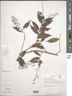 Hirtella racemosa image