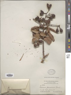 Connarus monocarpus image