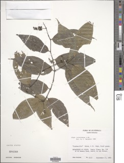 Image of Piper yucatanense